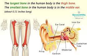 Bonefacts The Longest Bone Thigh Bone The Smallest Bone In The Middle Ear Bone Body Fact