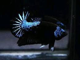 Blue Samurai Hmpk Warior Fish
