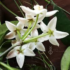 Image result for Hyparrhenia griffithii