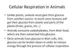 We did not find results for: Cellular Respiration How Do Organisms Get Their Energy Ppt Download