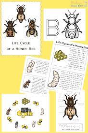 The Ultimate Life Cycle Printables Science Activities Natural Beach Living Bee Activities Honey Bee Life Cycle Bee Theme