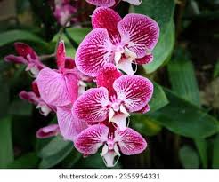 Image result for Orchidaceae