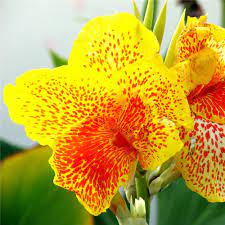 Egrow 10pcs Pack Canna Seeds Plants Indoor Outdoor Pot Flower Seed Home Garden Yard Bidderface Outdoor Pots Flower Seeds Indoor Plants