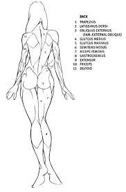 But a little extra muscle and definition in the upper back goes a step 2. 190 Body Ideas In 2021 Anatomy Drawing Anatomy Reference Figure Drawing