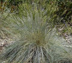 Image result for Festuca simensis