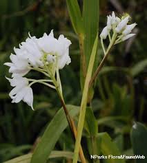 Image result for Polystachya melanantha