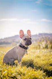Popular footage of mutt the french bulldog in the world war on youtube and dailymotion. French Bulldog For Sale In Malaysia Pet Shop
