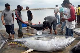 Memancing ikan besar di laut dalam. Umpan Mancing Tuna Laut Dalam Tradisional Galak Mantap Mancingikan Net 2021 Mancingikan Net 2021