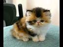 Exotic Kittens for Sale - Adoptapet