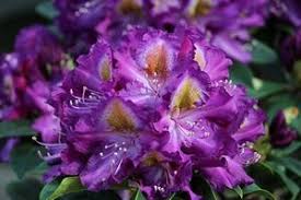 Rhododendron Tamarindos Rhododendron Azalee Plante