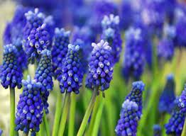 Se qualcuno sapesse il nome le sarei grata. Fiori A Grappolo Nomi
