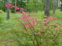 We did not find results for: Euonymus Alatus Monstrosus Winged Euonymus Garden En Com