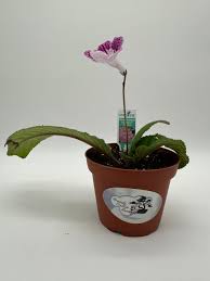 Image result for Streptocarpus kamerunensis