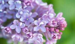 Dwarf bush honeysuckle is a tough plant. Four Of The Best Lilac Bushes For Small Gardens And How To Care For Them Express Co Uk