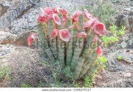 Image result for Hoodia