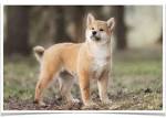 Shiba Inus for Sale in Woodbridge, VA | Dogs on Oodle ...