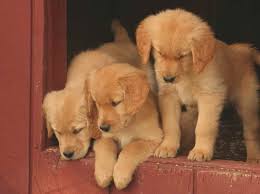 If interested in adopting a puppy, please review the puppy faqs to learn about the process and get. Golden Retriever Puppies Ct Adoption Petsidi