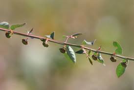 Image result for Phyllanthus maderaspatensis