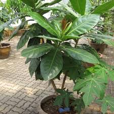 Image result for Barringtonia asiatica