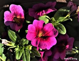 Calibrachoa is not recognized as a separate genus by some authorities. Calibrachoa Million Bells How To Grow Calibrachoa Plant