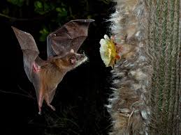 Image result for Baptorhachis foliacea