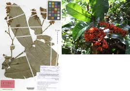 Image result for Campylospermum vogelii