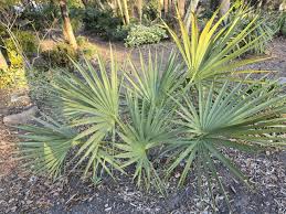 Image result for Sabal