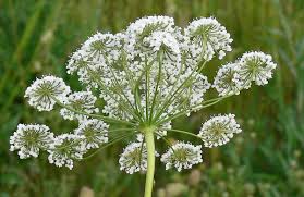 Image result for Pimpinella