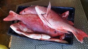 Red Snapper Length Weight Chart Frozen Red Snapper Red