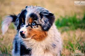 Australian shepherd puppies prescott az. Privado Results