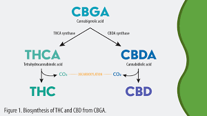 Maybe you would like to learn more about one of these? Thc Vs Cbd Uses Side Effects And Structure Lab Manager