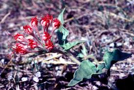 Image result for Buchnera capitata