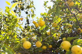 Most citrus trees flower in the spring and fruit in the winter. How To Grow Lisbon Lemon Trees