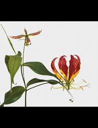 Image result for Gloriosa