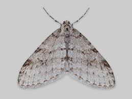 Image result for Trichopteryx