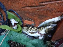 Mahseer fish, ikan empurau, ikan kelah, ikan sapan. Acehnese Mahseer Tor Tambra Inaturalist United Kingdom