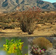 2019 flower season we are receiving heavy rain in borrego springs on this last day of 2018, and snow above 2500 feet. Anza Borrego Desert Wildflowers Update