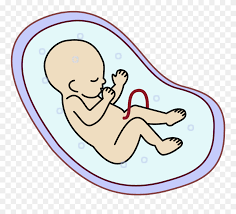 Maybe you would like to learn more about one of these? Collection Of Free Fetus Drawing Download On Ui Ex Embryo Clipart Png Download 5275120 Pinclipart