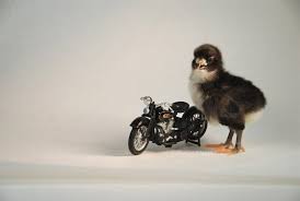 Pin On Motorcycles Bikes Animals