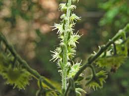 Image result for Mechowia grandiflora