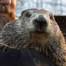 Groundhog Day: Punxsutawney Phil Doesn'T See Shadow, Predicts Early Spring