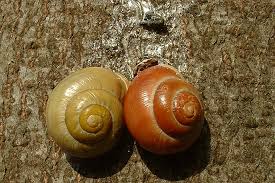 Faq Schnecken Und Muscheln Nabu Niedersachsen