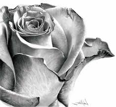 A beautiful flower always makes us smile. Realistic Flowers Drawing At Paintingvalley Com Explore Collection Of Realistic Flowers Drawing