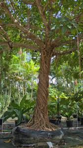 Image result for Ficus lutea