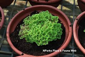 Image result for Selaginella soyauxii