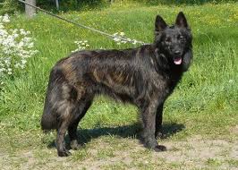 The dutch shepherd is a herding dog of dutch origin. Dutch Shepherd Or Hollandse Herder Long Coat Dutch Shepherd Dog Beautiful Dog Breeds Unique Dog Breeds