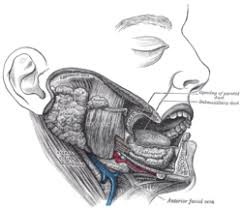 The parotid gland is one of the major salivary. Parotid Duct Wikipedia