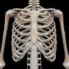 4 individual objects (spine portion, ribs, cartilages, sternum), sharing the same non overlapping uv layout map, material and pbr textures set. 1