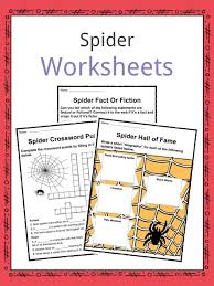 Instead of fangs, they have. Spider Facts Worksheets Species Habitat Information For Kids