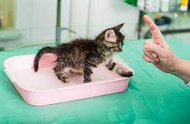 Comment Apprendre La Proprete A Un Chaton Bulle Bleue